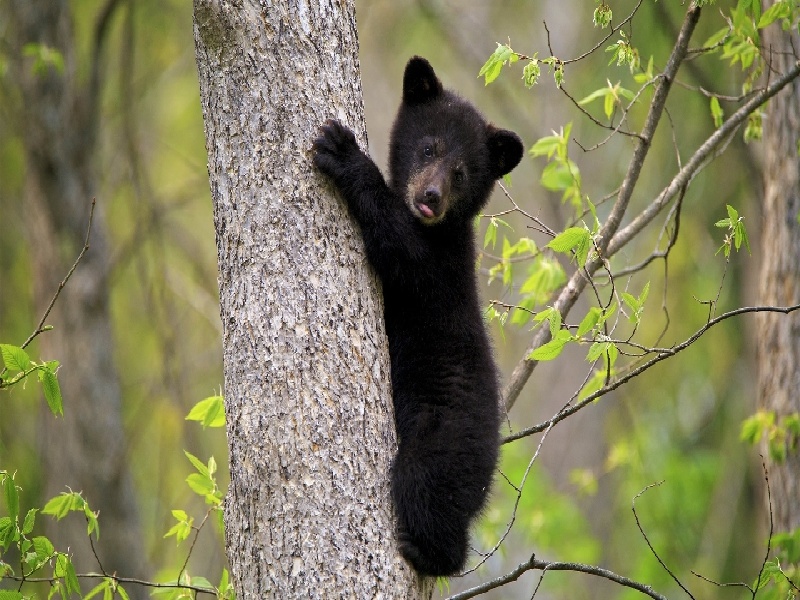 做试管瑶妹石块放入试管步骤铁钉如何放进试管